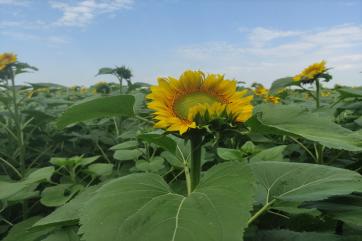 Власти РФ экспортную пошлину на подсолнечник назвали эффективной